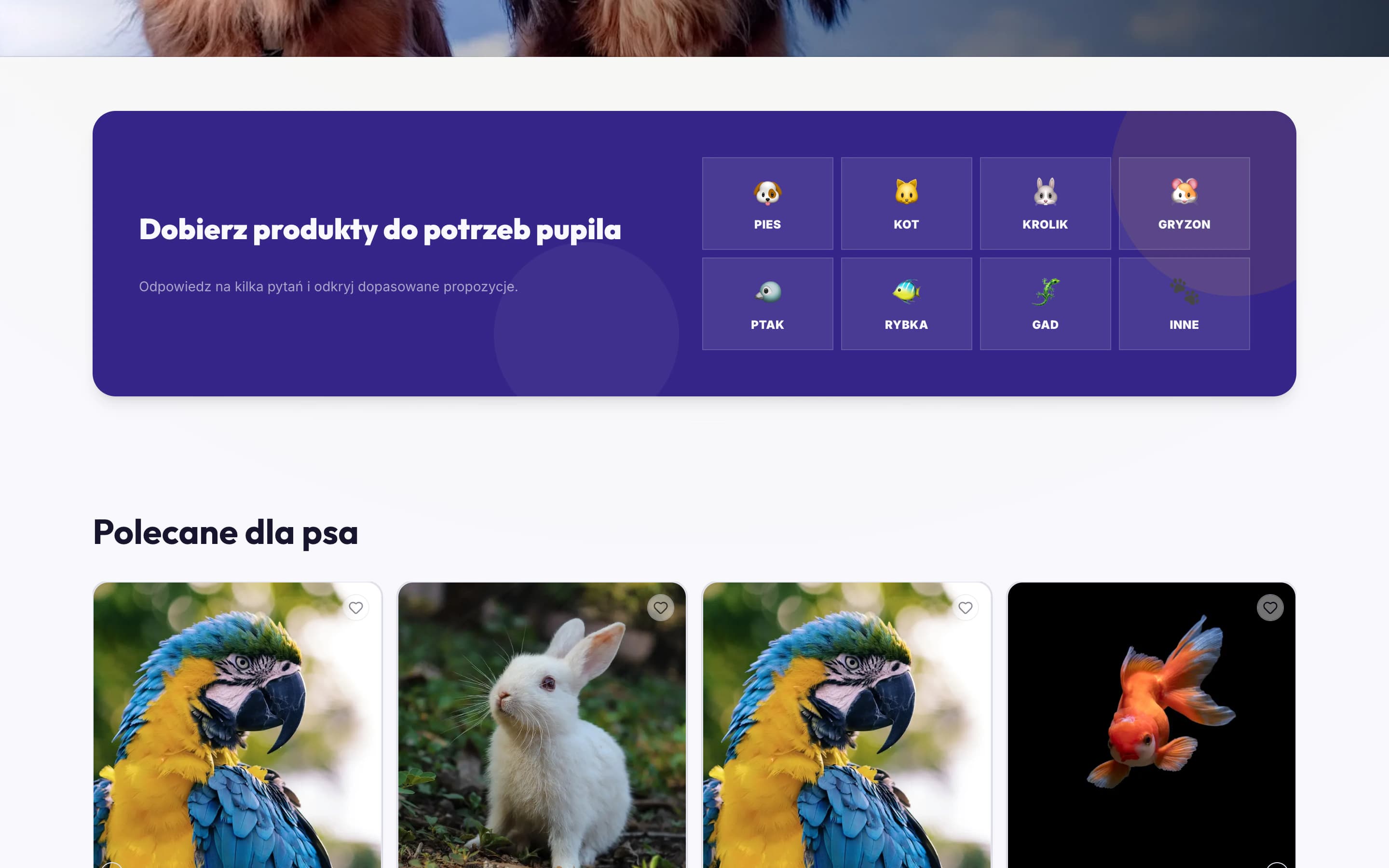 Test pupila pomagający rozpocząć dobór produktów w Zoocel.